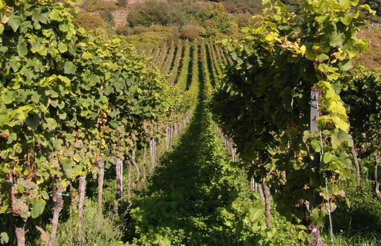 Nurse crops in a vineyard